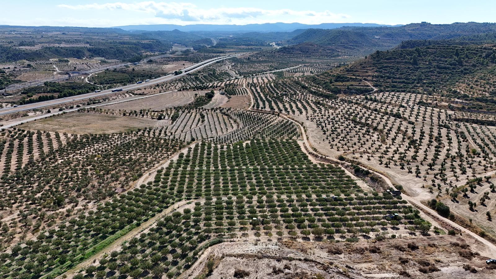 Panorámica de nuestras fincas de pistachero