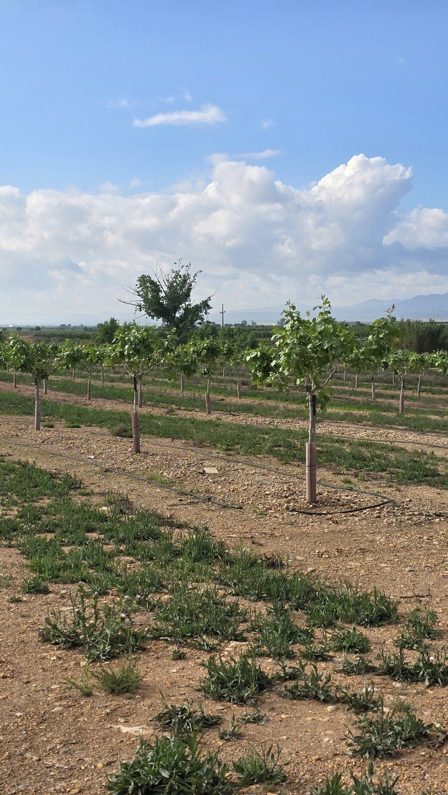 Pistacheros injertados en plantación joven