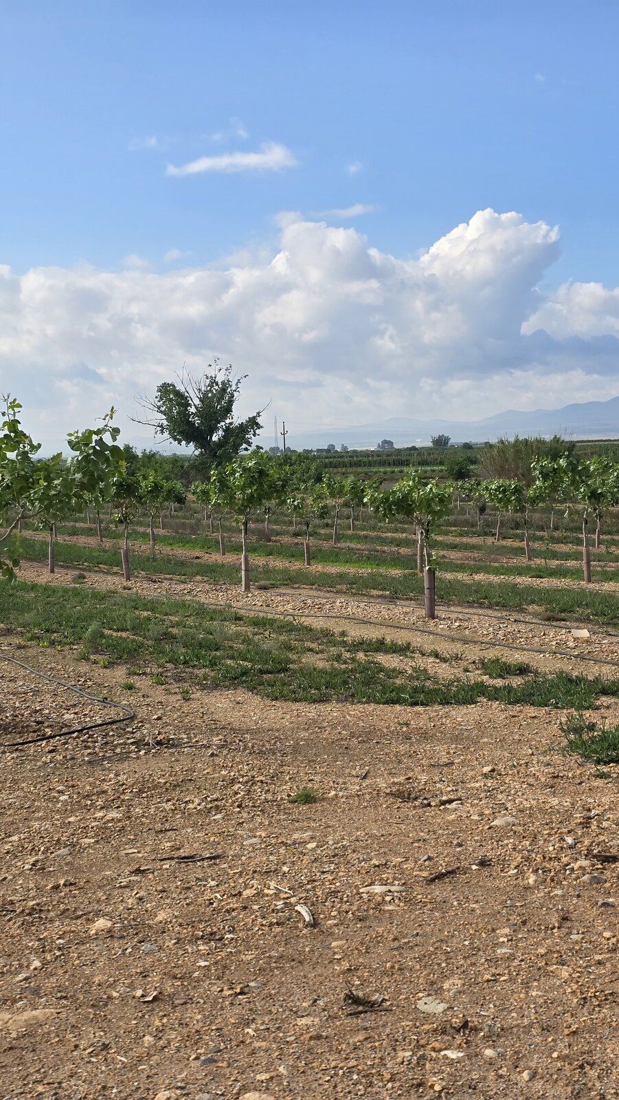 Vista panorámica de plantación joven
