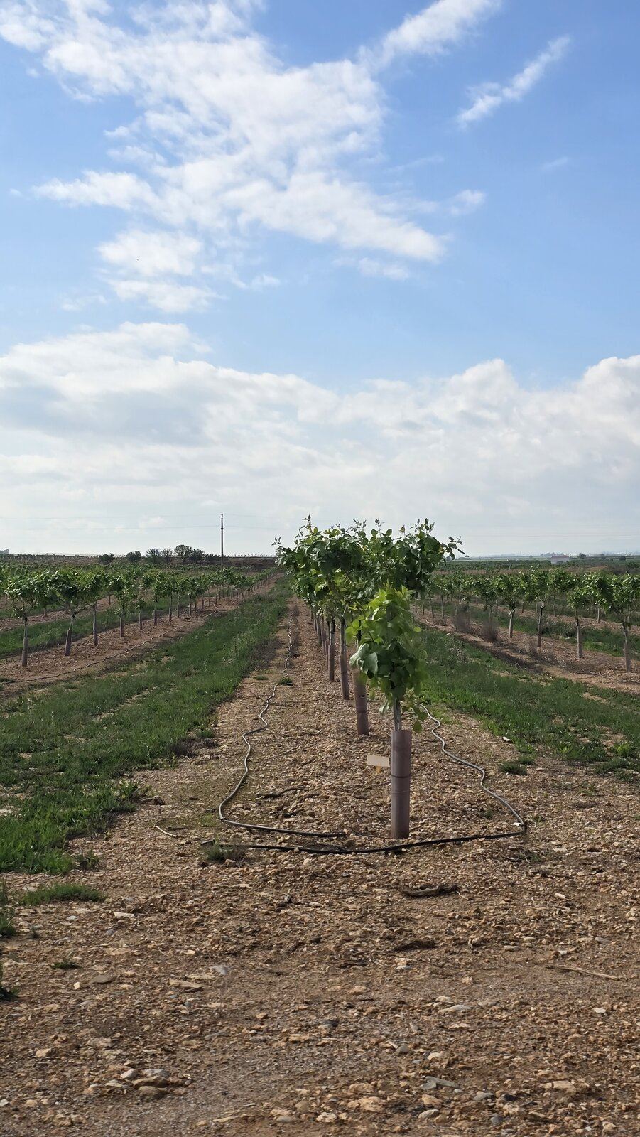 Hilera de pistacheros con perspectiva
