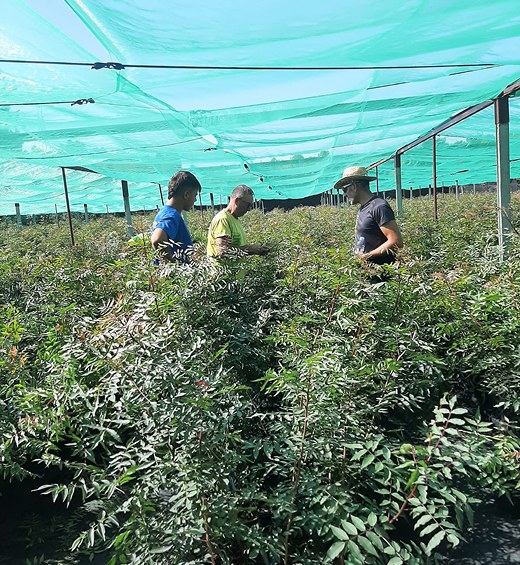 Equipo técnico trabajando en el vivero