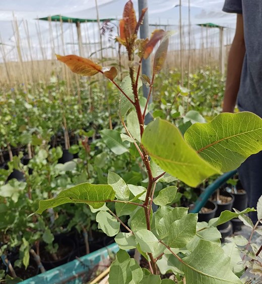 Detalle de planta de pistacho con brote nuevo