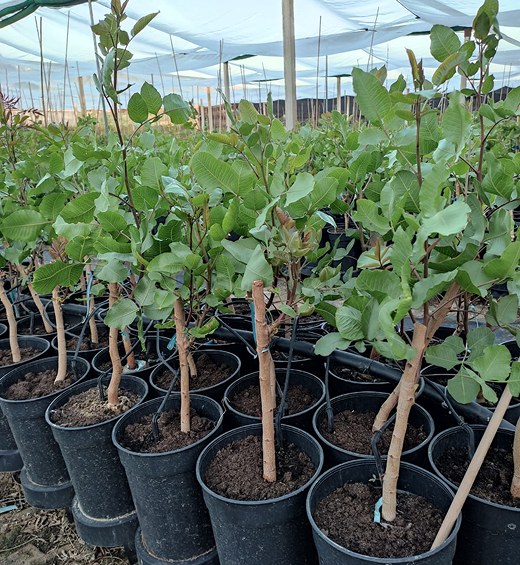 Plantas injertadas listas para entrega