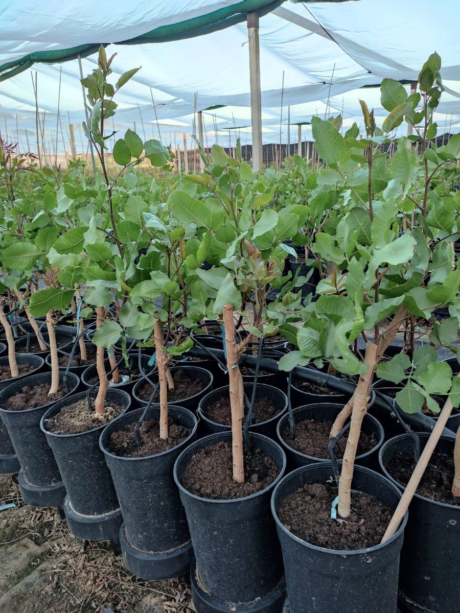Cuidado y seguimiento de las plantas