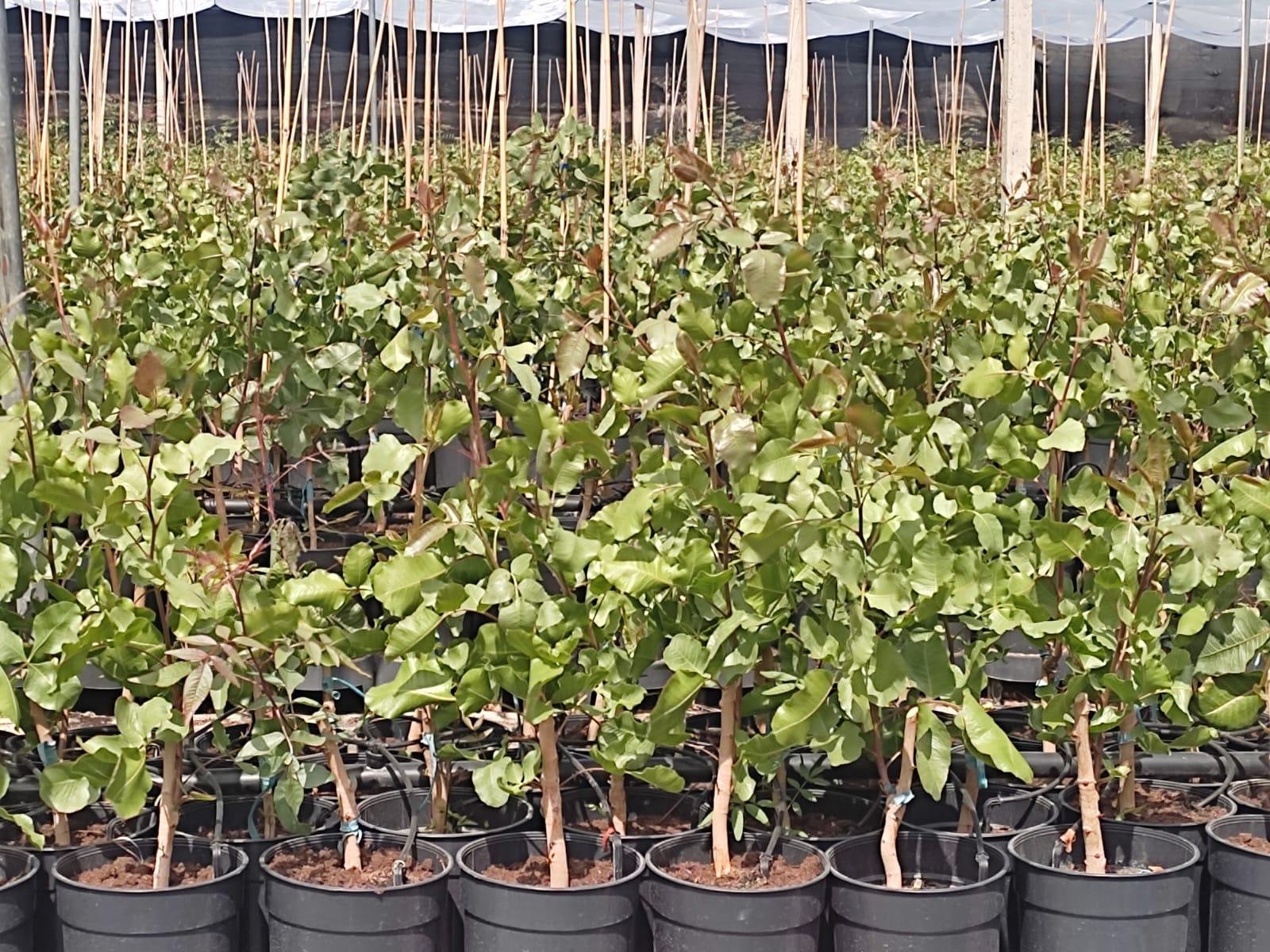 Vivero de pistachos Casa Sant Roc — plantas injertadas en macetas